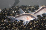 Corydoras Arcuatus
